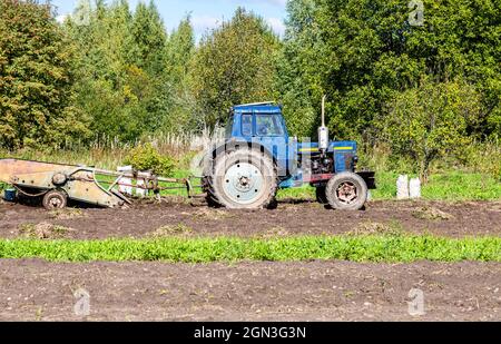 Vecchio trattore agricolo a ruote che lavora alla piantagione di patate in autunno. Raccogliendo patate biologiche sul campo Foto Stock