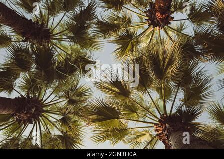 vista delle palme dal basso. Foglie piante giungla Foto Stock