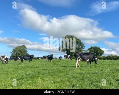 La mandria di vacche da latte holstein pascolo durante la calda giornata di sole in estate su sfondo cielo blu Foto Stock