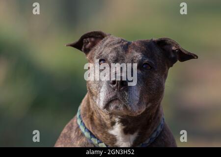 Primo piano di una straffordshire bull Terrier Foto Stock