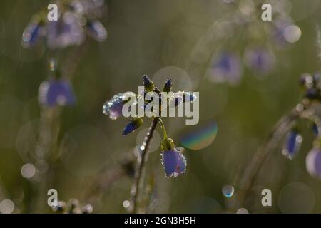 Primo piano di fiori di cucù [Cardamine pratensis] Foto Stock