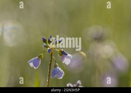 Primo piano di fiori di cucù [Cardamine pratensis] Foto Stock