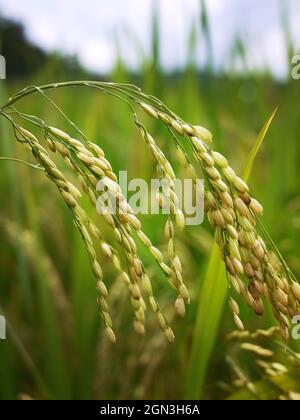 Primo piano colore dorato di giovani spighe di riso nel campo di riso Thailandia Foto Stock