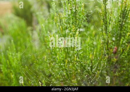 Il ragno nella foresta tesse le sue forti vele. Ragnatela nella rugiada. Foto Stock