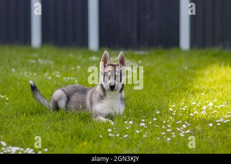 Ritratto di un giovane Husky Shepherd mix cane Foto Stock