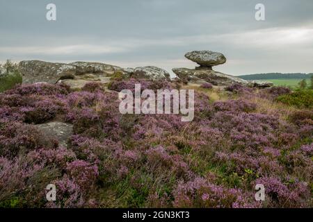 Heather in piena fioritura a Brimham Rocks Foto Stock