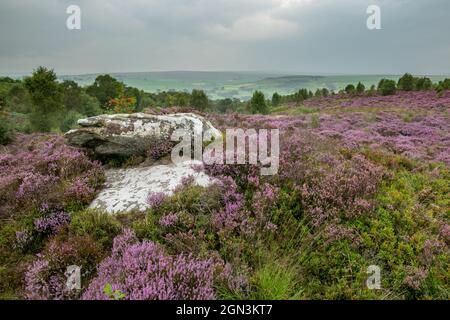 Heather in piena fioritura a Briham Rocks Foto Stock
