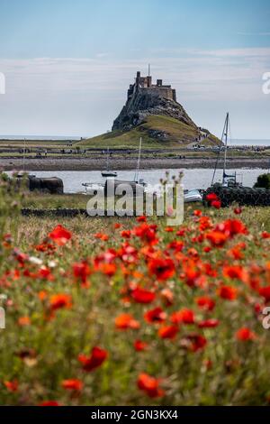 Una vista dal priorato attraverso il campo di papavero e il porto verso il Castello di Lindisfarne Foto Stock