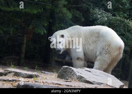 Primo piano di un orso polare Foto Stock