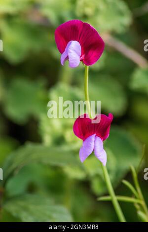 Lathyrus clymenum, vetchling spagnolo Foto Stock