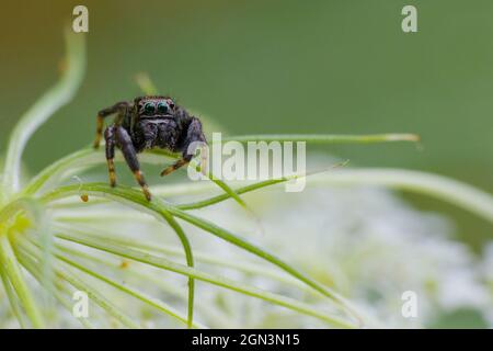 Jumping Spider [Famiglia: Salticidae] Foto Stock