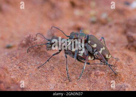 Primo piano di un coleottero della tigre settentrionale [Cicindela hybrid] Foto Stock