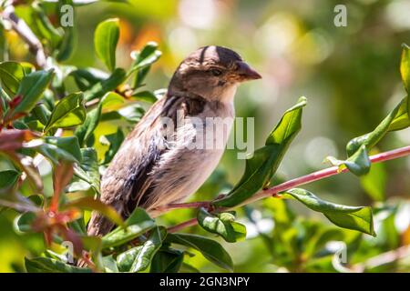 Passer domesticus, Sparrow arroccato su un ramo Foto Stock