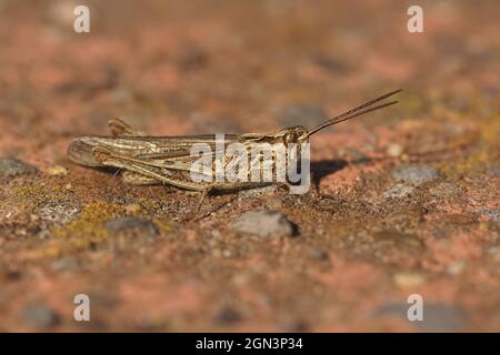 Primo piano su una cavalletta maschio ad arco, Chorthippus biguttulus Foto Stock