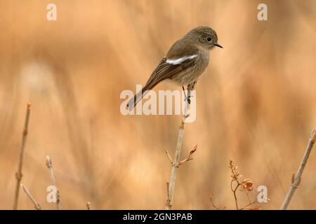 Rosso con gola bianca, femmina, fenicurus schisticeps, Parco Nazionale di Singhalila, Bengala Occidentale, India Foto Stock