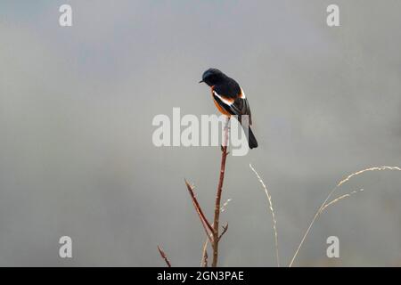 Rosso con gola bianca, maschio, fenicurus schisticeps, Parco Nazionale di Singhalila, Bengala Occidentale, India Foto Stock