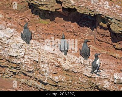 Guillemots presso la Rocca di Guillemot dell'Isola di High Seas Helgoland, Schleswig-Holstein, Germania Foto Stock