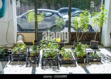 VITERBO ITALIA, REGNO UNITO. 22 Settembre 2021. Le piante di cannabis vengono coltivate all'interno di un negozio CBD Weed a Viterbo Lazio. L'Italia ha stabilito per tenere un referendum ro depenalizzare la cannabis l'anno prossimo, dopo che i gruppi di campagna hanno raccolto le 500,000 firme richieste in una petizione.IUnder legge italiana l'acquisto, la vendita e la coltivazione della droga diventerà tutti legale se il pubblico vota per depenalizzare la cannabis. Credit: amer Ghazzal/Alamy Live News Foto Stock