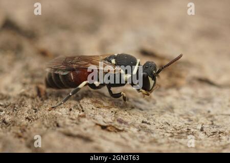 Primo piano sul maschio colorato dell'ape mascherata variegata, Hylaes variegatus Foto Stock