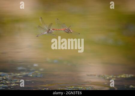 Due darter moustached [Sympetrum vulgatum] in volo Foto Stock