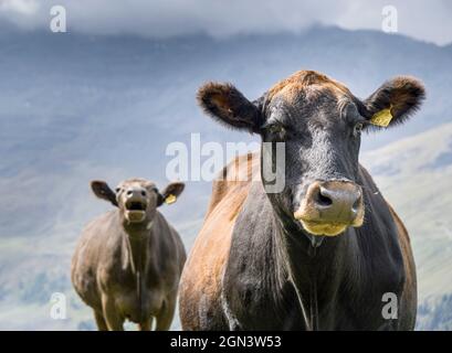 Ritratto di due vacche da latte marroni sulle colline sul loro pascolo estivo. alpi svizzere Foto Stock