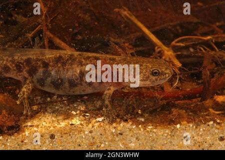 Primo piano su una larva del salamander endemico Hokkaido, Hynobius retardatus Foto Stock