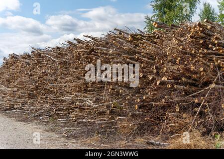 Alberi segati sullo sfondo della foresta, preparati per la rimozione dalla foresta Foto Stock