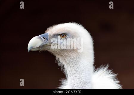 Primo piano di un griffone comune [Gyps fulvus] Foto Stock