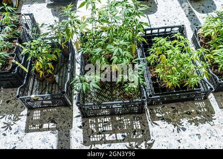 VITERBO ITALIA, REGNO UNITO. 22 Settembre 2021. Le piante di cannabis vengono coltivate all'interno di un negozio CBD Weed a Viterbo Lazio. L'Italia ha stabilito per tenere un referendum ro depenalizzare la cannabis l'anno prossimo, dopo che i gruppi di campagna hanno raccolto le 500,000 firme richieste in una petizione.IUnder legge italiana l'acquisto, la vendita e la coltivazione della droga diventerà tutti legale se il pubblico vota per depenalizzare la cannabis. Credit: amer Ghazzal/Alamy Live News Foto Stock