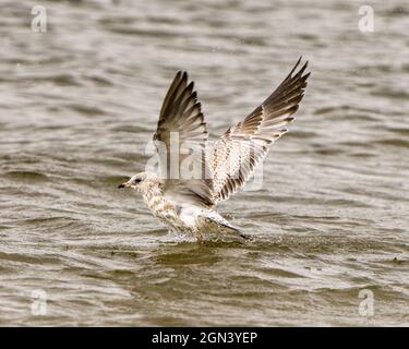 Seagull decollare in acqua con le ali sparse e spruzzi d'acqua nel suo habitat e l'ambiente che mostra ali, occhi, becco con acqua gocciolante. Foto Stock