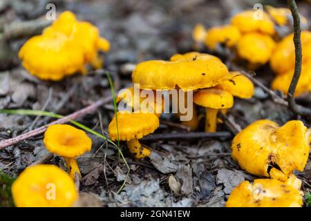 Campo di funghi Chanterelles selvatici gialli (Cantarellus) che crescono in sottobosco umido in una foresta in Polonia. Foto Stock