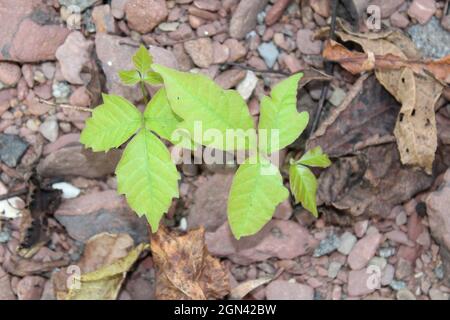 Veleno Ivy germogli in una foresta Foto Stock