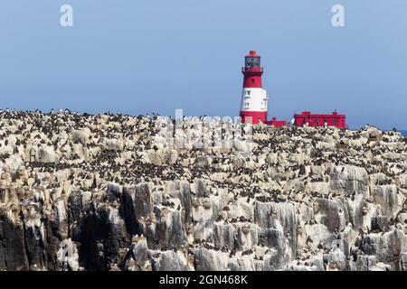 Allevamento di colonie di uccelli marini sull isola di fiocco, farne Islands, off Seahouses, Northumberland, Regno Unito Foto Stock