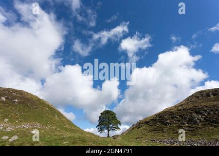 Gap di sicomoro, il vallo di Adriano, Northumberland, Regno Unito Foto Stock