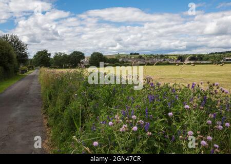 Verges in fiore, Bellingham, Northumberland, Foto Stock