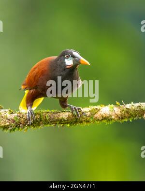 Montezuma Oropendola (Psarocolius montezuma) arroccato su un ramo di una foresta pluviale costaricana. Montezuma Oropendola (Psarocolius montezuma) è un nuovo WO Foto Stock