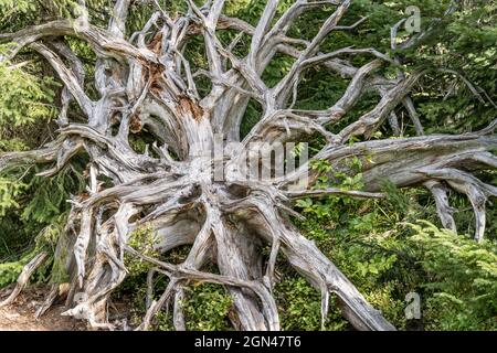 Radici secche di albero non radicato fanno un pezzo di arte moderna nella foresta, girato nella luce estiva vicino a Oppenau, Renchtal, Foresta Nera, Baden Wuttenberg, GE Foto Stock
