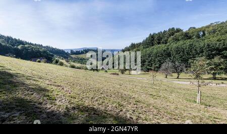 Paesaggio con alberi da frutto in verde glade sul pendio tra boschi, fucilato in luce d'estate nei pressi di Lautenbach, Renchtal, Foresta Nera, Baden Wuttenberg, Foto Stock
