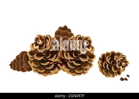 Pinecones isolato su sfondo bianco. Aprire il gruppo coni di abete. Frutta di conifere. Conifere alberi rosoni. Illustrazione di Element.Vector di Natale design Illustrazione Vettoriale