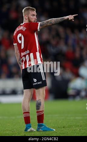 Sheffield, Inghilterra, 21 settembre 2021. Oli McBurnie di Sheffield Utd durante la partita della Carabao Cup a Bramall Lane, Sheffield. Il credito dell'immagine dovrebbe leggere: Darren Staples / Sportimage Credit: Sportimage/Alamy Live News Foto Stock