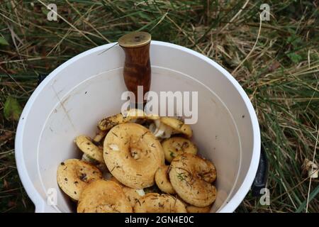 Funghi autunnali raccolti nella foresta Foto Stock