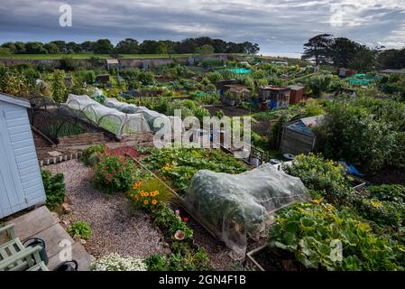 Lotti di assegnazione del giardinaggio a Berwick upon Tweed, Northumberland, Inghilterra, Regno Unito Foto Stock