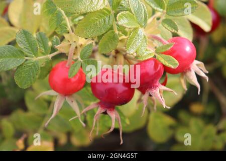 Frutti rossi d'autunno rosa anche e frutti di rowan raccolti nella foresta Foto Stock
