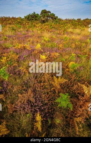 Bracken autunnale e heather a Dunwich Heath, Suffolk, Inghilterra Foto Stock