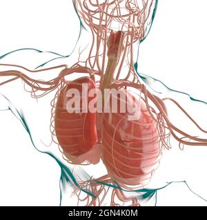 Anatomia del sistema respiratorio umano dei polmoni per l'illustrazione 3D del concetto medico Foto Stock