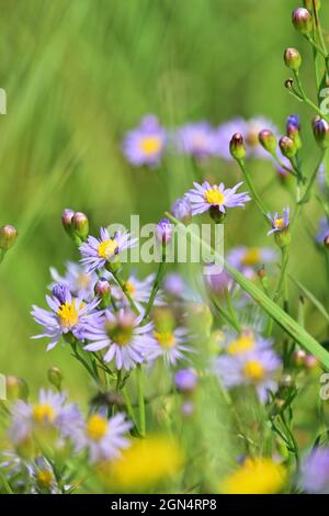 Tripolium pannonicum, chiamato mare astro Foto Stock