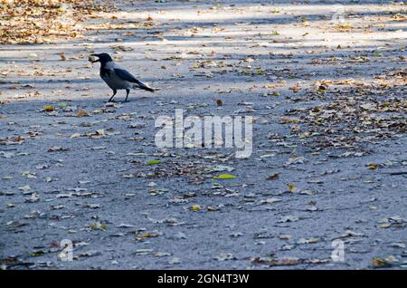 Vista con un uccello corvo che cammina su un prato con una noce nel suo becco durante l'autunno, Sofia, Bulgaria Foto Stock