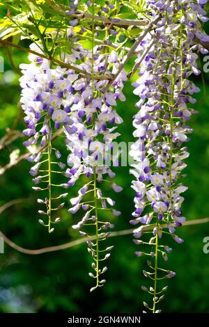 Wisteria sinensis Kyushaku Fuji Foto Stock