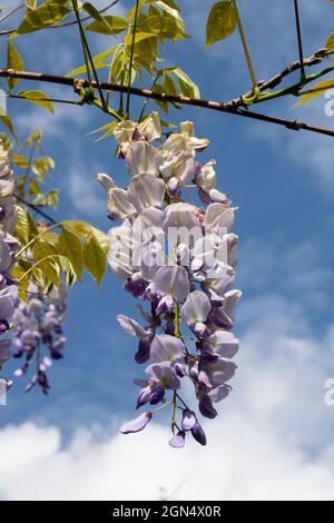 American Wisteria macrostachya Foto Stock