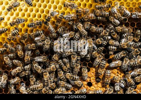 Le api convertono il nettare in miele. Primo piano, vista macro. Covata di api - uova, larve e pupae, coltivate da api da miele in cellule fissate. Foto Stock